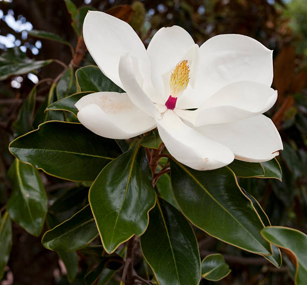 magnolia blumen blüte - sweet magnolia tree blossom white stock-fotos und bilder