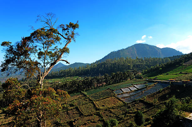 istock Sarangan lake Indonesia 484659804