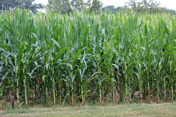 Corn grown on a North Carolina farm. The cornstalks are about 5 feet high in August. Harvest is right around the corner.
