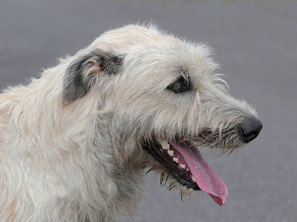 istock The detail of Irish Wolfhound 484660236