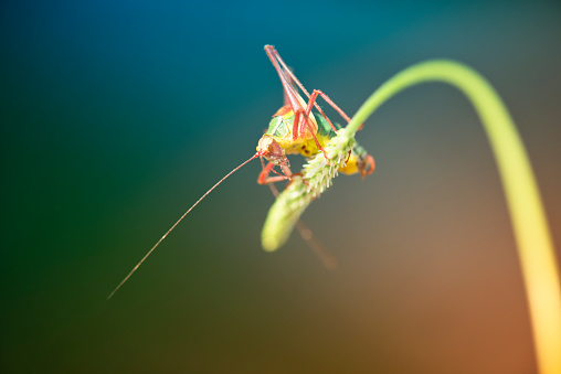 Grasshopper sitting on a grass blade