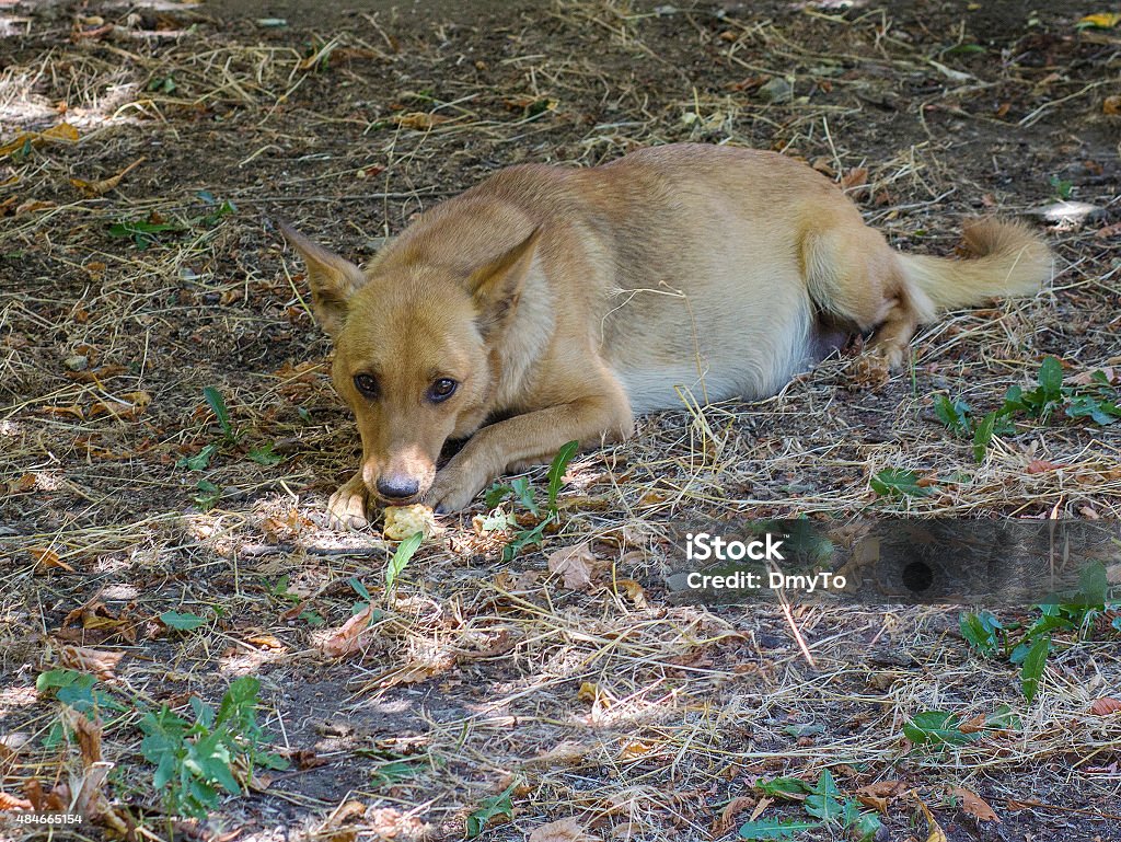 Homeless pregnant dog eats bread lying on the grass 2015 Stock Photo