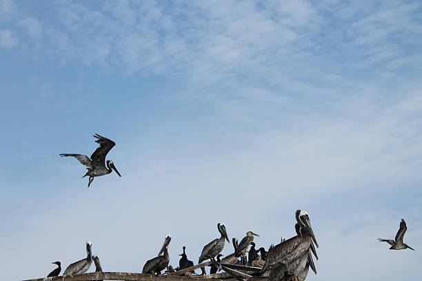 istock Brown pelican landing 484666022