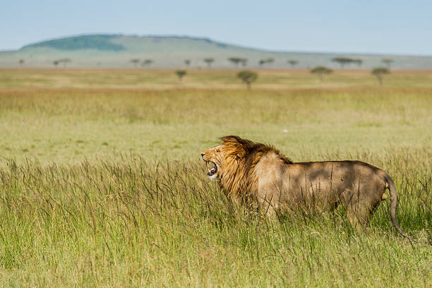 Male Lion Roaring in the Serengeti Grassland stock photo