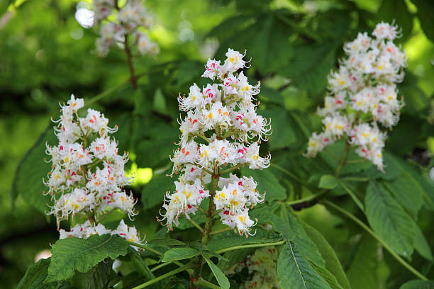 castaña de indias (aesculus hippocastanum, conker flores árbol - barb horse fotografías e imágenes de stock