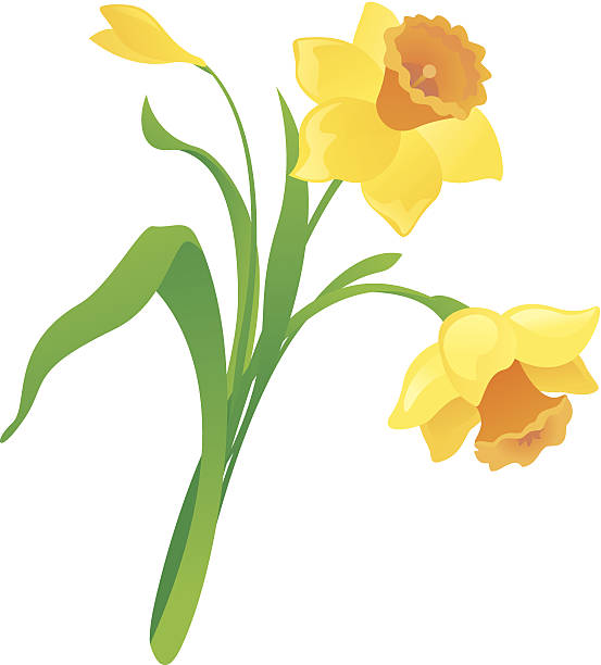 illustrations, cliparts, dessins animés et icônes de dessin de jonquille - daffodil bouquet isolated on white petal
