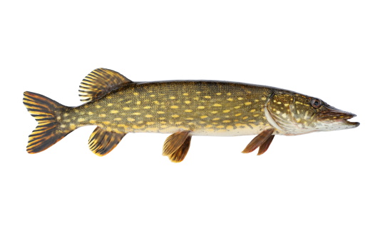 Nice alive pike. Isolated on white background. Studio shot.