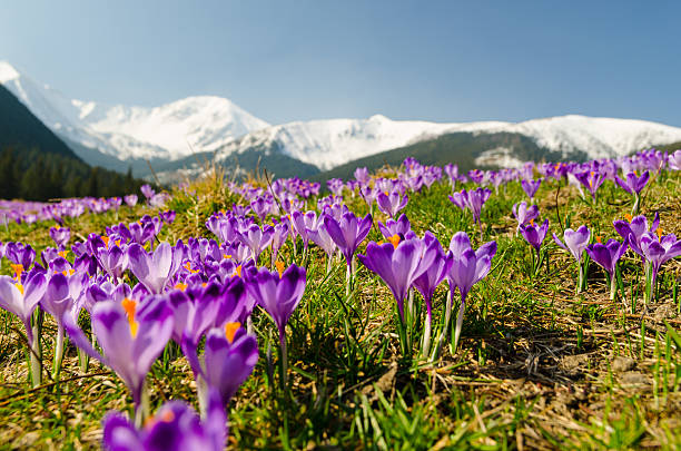 istock carpet of blooming crocuses in chocholowska valley 484669377