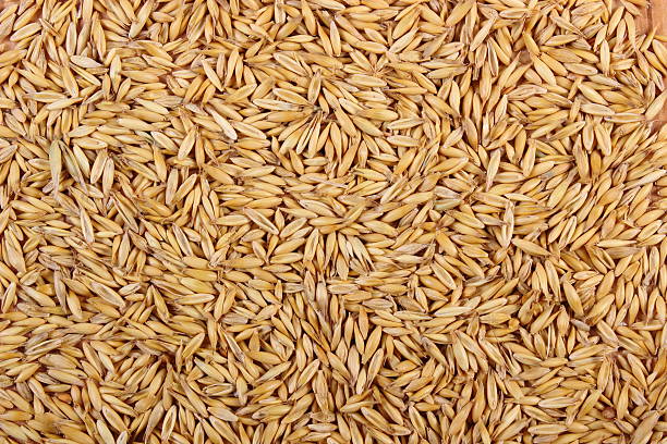 Lots of dry oat seeds. Can be used as a background (high resolution - 50Mpx).