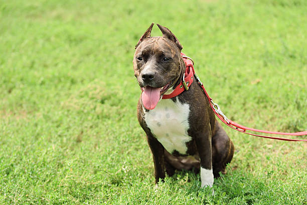 istock Staffordshire bull terrier portrait 484670340
