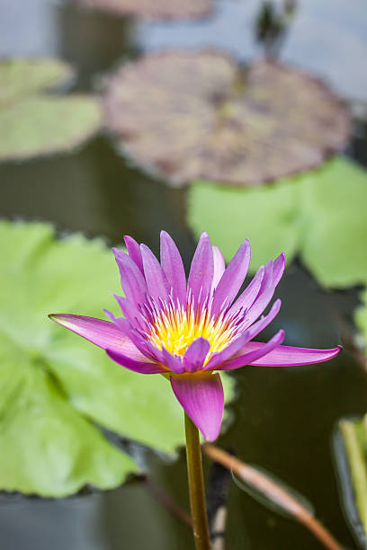 istock lotus flower in chiangmai thailand 484670624