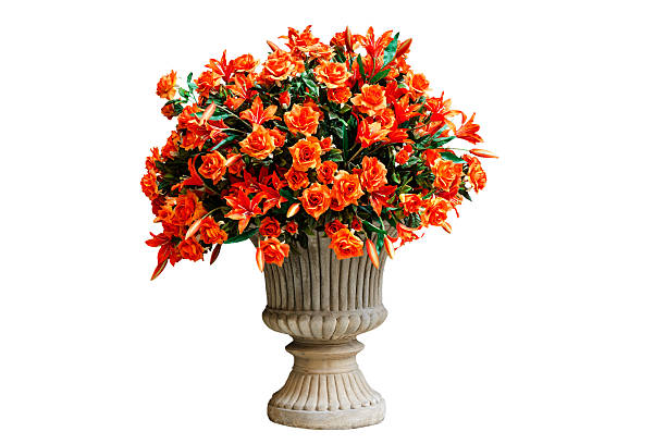 istock orange flowers in a flowerpot 484670684