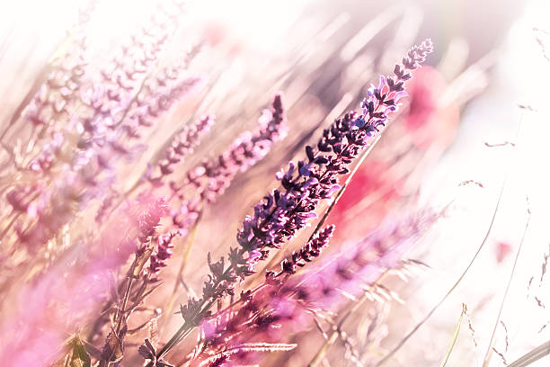 istock Flowering purple meadow flowers in spring 484670849