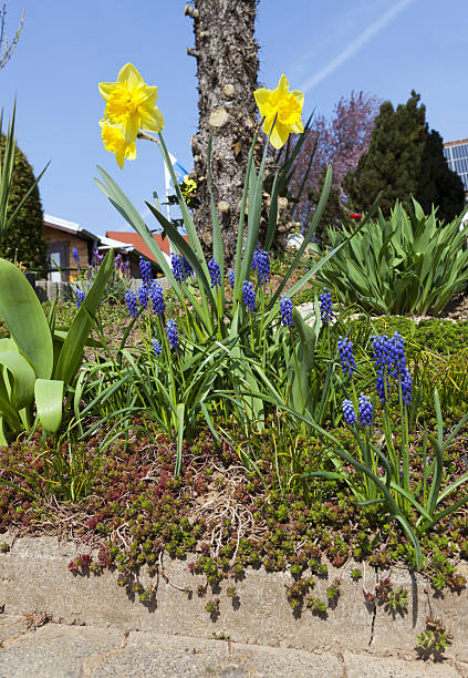 istock It's spring - hyacinths and daffodils in the garden 484671487