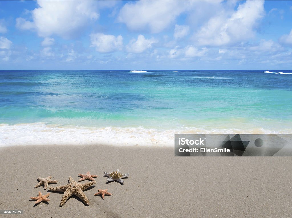 Starfishes on the sandy beach Six Starfishes on the sandy beach by the ocean's wave August Stock Photo