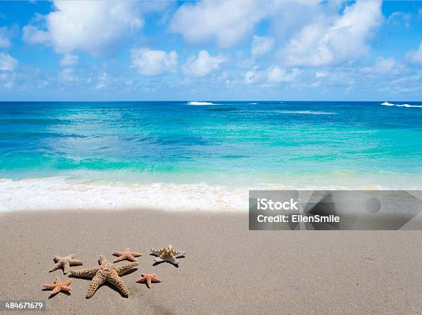 Starfishes On The Sandy Beach Stock Photo - Download Image Now - August, Backgrounds, Beach