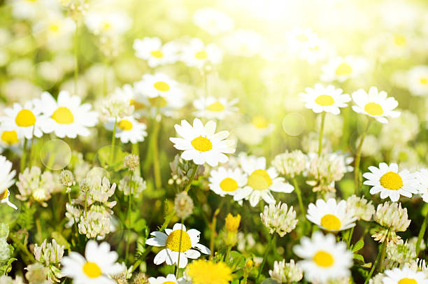 istock Wild camomile flowers 484672539