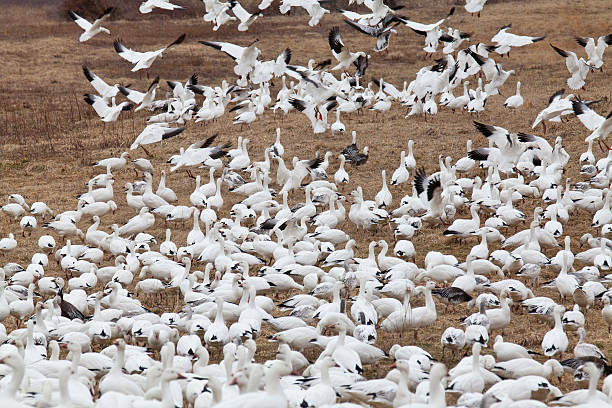istock Thousands of Snow Geese 484672887