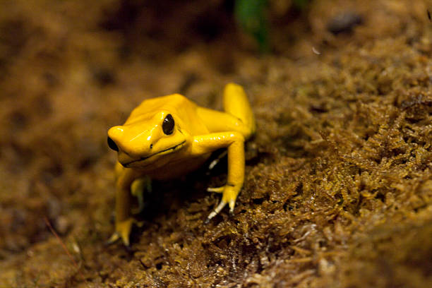 istock Golden Poison Frog - Phyllobates terribilis 484673365
