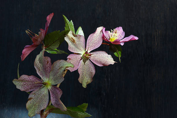istock Pink Christmas rose Hellebore niger flowers 484673855