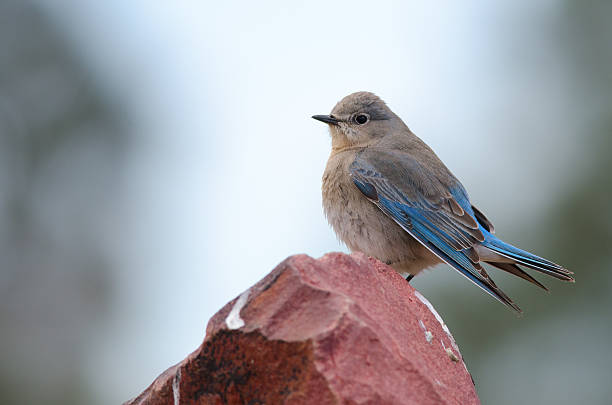 sialia currucoides - mountain bluebird bird bluebird blue imagens e fotografias de stock