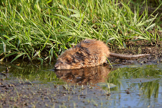 A muskrat swims past in a Northern California Pond