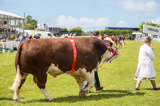 Wadebridge, Cornwall, UK, June 6 2015 - Showing a Bull at the royal Cornwall agricultural show, showing the bull being led by its owner on a sunny day in a grass field, 