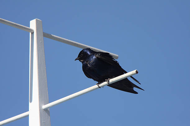 istock Purple Martin perched on crosspiece 484674315