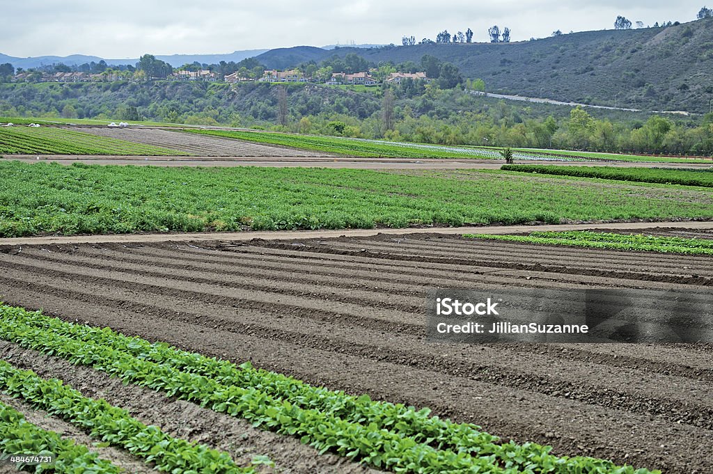 Farm Land Planted rows of leafy vegetables. Agricultural composition. Agricultural Field Stock Photo