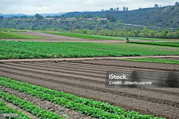 Farm Land Stock Photo - Download Image Now - Agricultural Field, Agriculture, Antioxidant