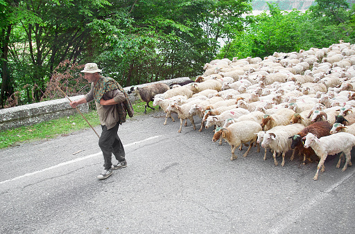 Mtskheta, Georgia - May 14, 2014: Undefined Georgian shepherd drives the herd of sheep to a new pasture by road near Mtskheta.