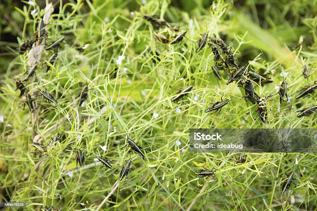 Southeastern Lubber Grasshoppers Devouring Plants Color image of a swarm of hungry grasshoppers . Abdomen Stock Photo