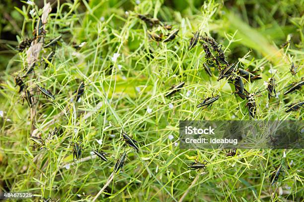 Southeastern Lubber Grasshoppers Devouring Plants Stock Photo - Download Image Now - Abdomen, Animal, Animal Abdomen