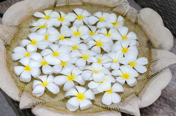 plumeria flores - japanese culture massaging single flower nature - fotografias e filmes do acervo