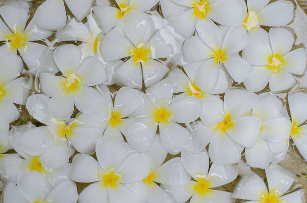 plumeria flores - japanese culture massaging single flower nature - fotografias e filmes do acervo