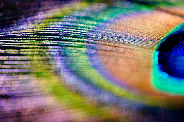 istock Abstract macro peacock feather, blur, multicolored vivid color 484675530