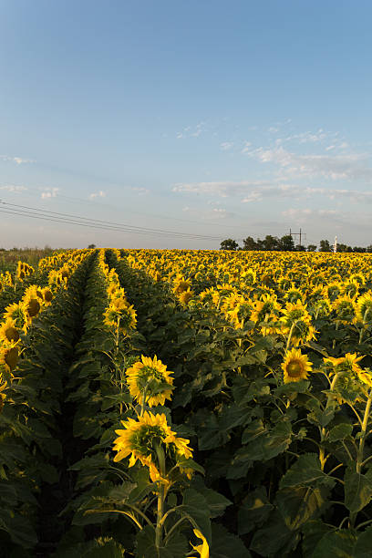istock Rows of sunflowers in a field 484677062