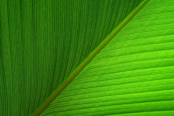 istock Close up Green leaf abstract nature  background 484677876