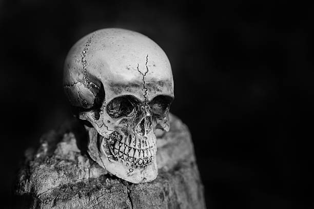 istock skull human on dried wood 484678578