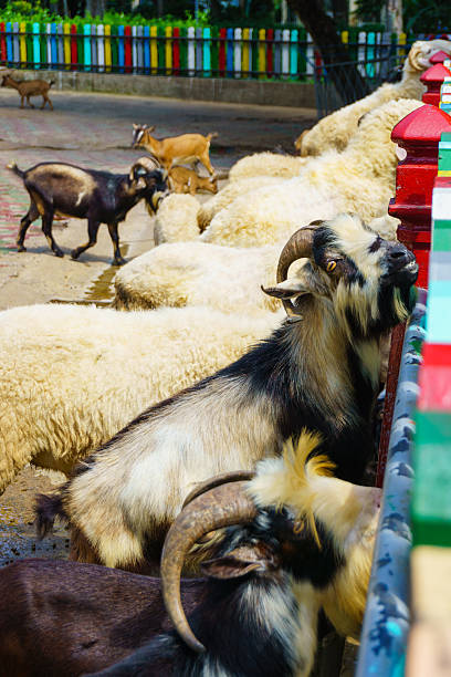 as cabras atrás da cerca - zoo agricultural fair child farm - fotografias e filmes do acervo