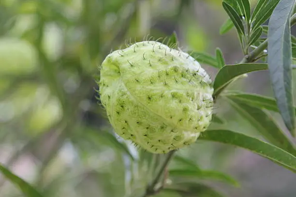 Asclepias fruticosa, gomphocarpus fruticosus, swan plant, african milkweed, balloonplant