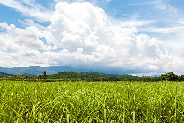 istock Young rice in the rice field 484683254