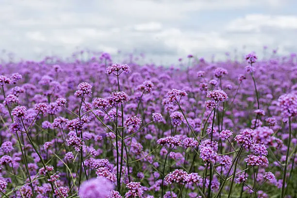 purple verbena field  in soft fogus