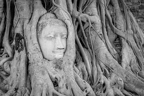 Head of Buddha in tree