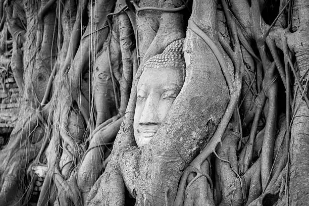 Head of Buddha in tree