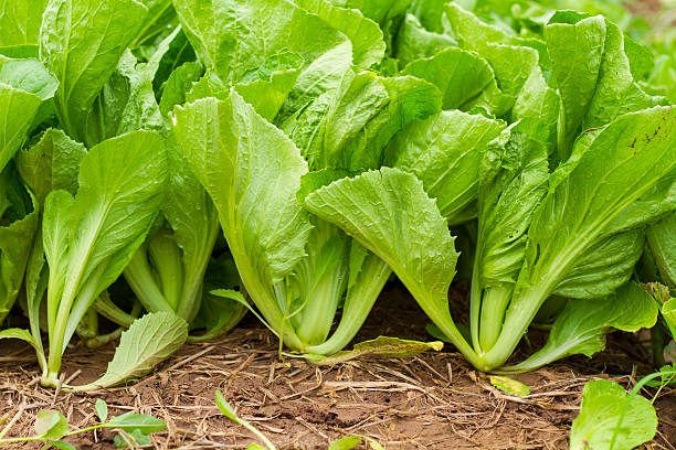 green leaf mostaza - mustard plant fotografías e imágenes de stock