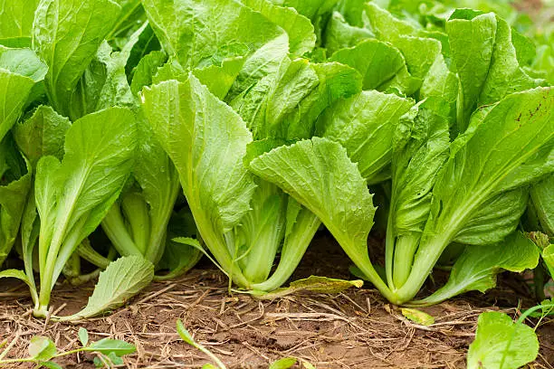 Green leaf mustard in growth at vegetable garden in Vietnam