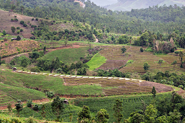 istock Terrace rice fields in Chiang mai, Thailand 484687200