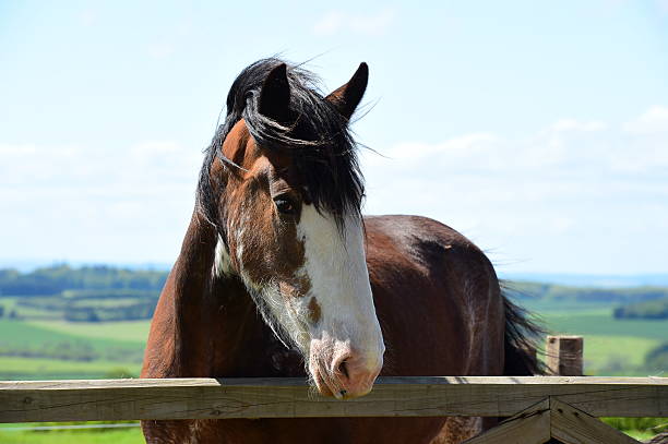 clydesdale - clydesdale stok fotoğraflar ve resimler