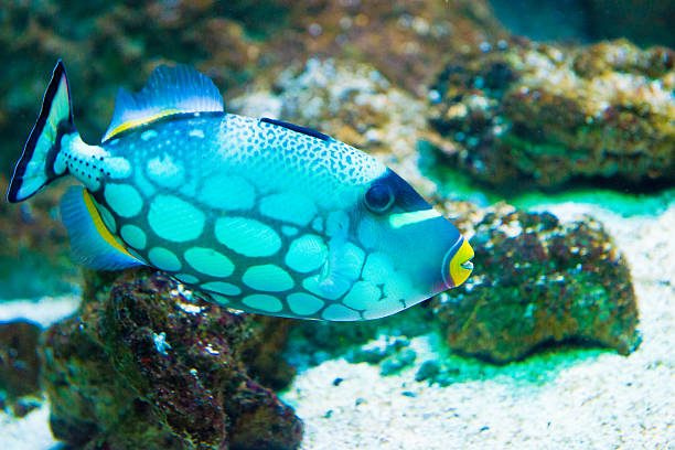 istock Clown Triggerfish - Balistoides conspicillum 484690290